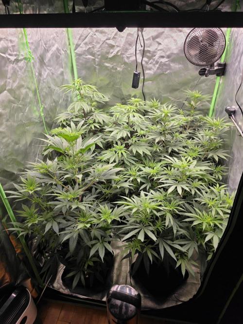 Franco's Full Gas!💣🧀. Week 8