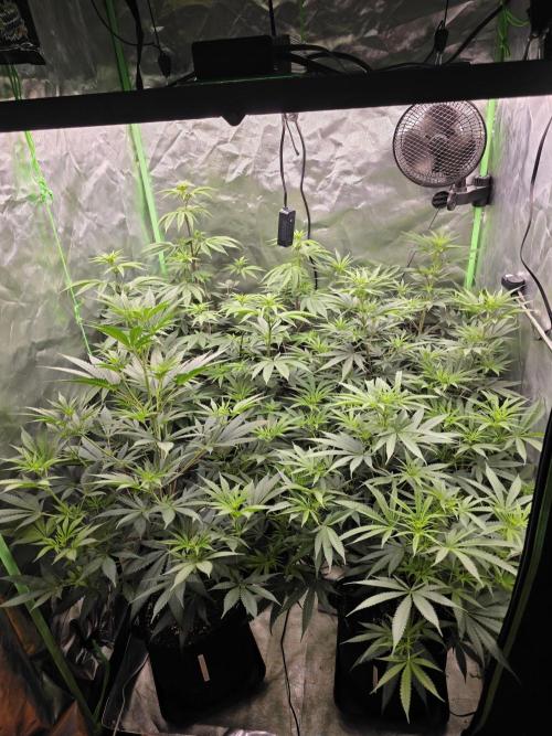 Franco's Full Gas!💣🧀. Week 8