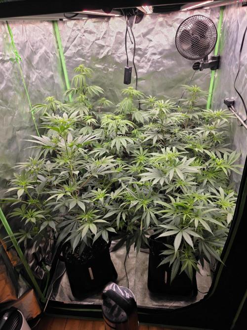 Franco's Full Gas!💣🧀. Week 8