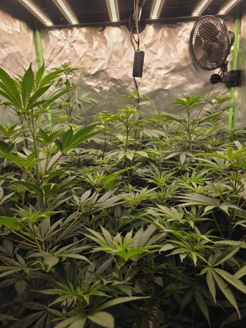 Franco's Full Gas!💣🧀. Week 8