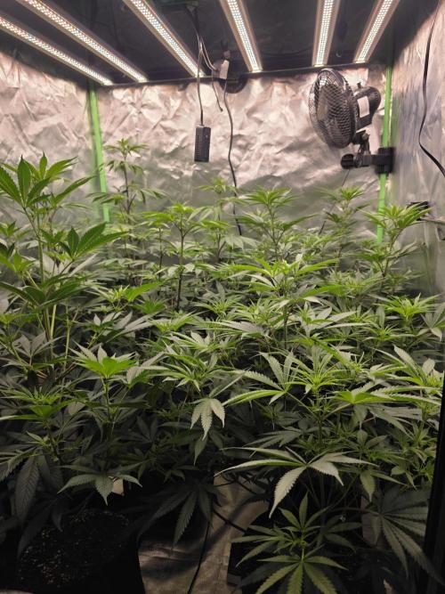 Franco's Full Gas!💣🧀. Week 8 - Day 12 after flip