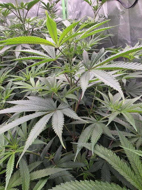 Franco's Full Gas!💣🧀. Week 8