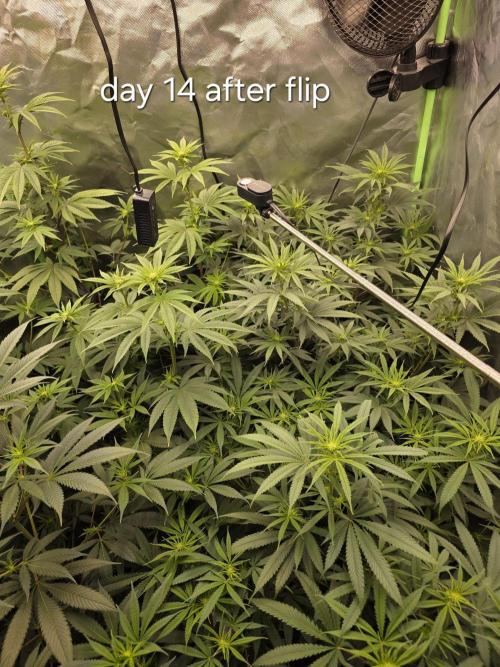 Franco's Full Gas!💣🧀. Week 9