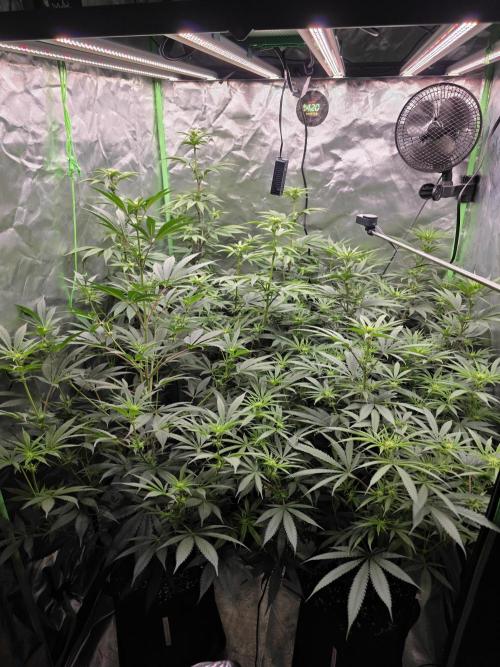 Franco's Full Gas!💣🧀. Week 9