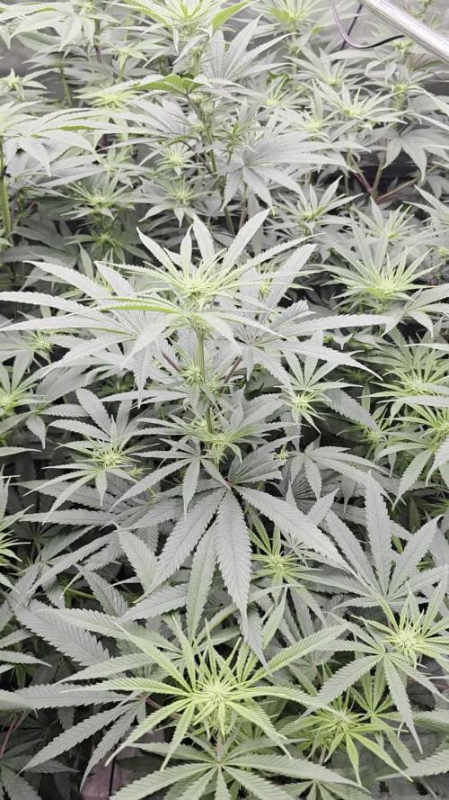 Franco's Full Gas!💣🧀