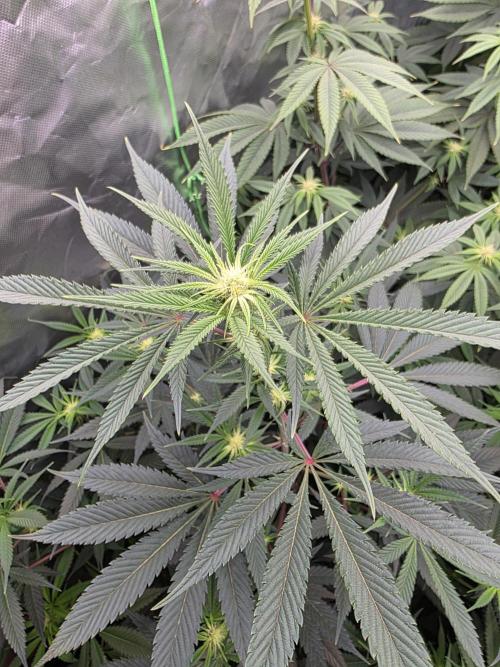 Franco's Full Gas!💣🧀. Week 9