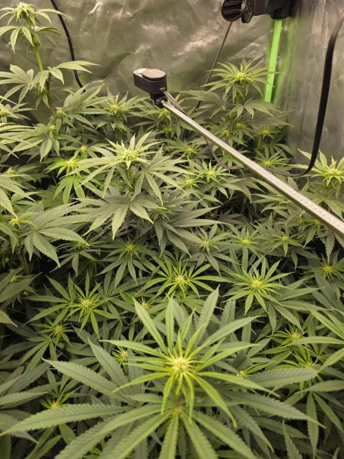 Franco's Full Gas!💣🧀. Week 9