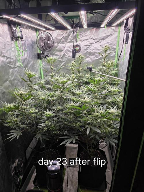 Franco's Full Gas!💣🧀. Week 10