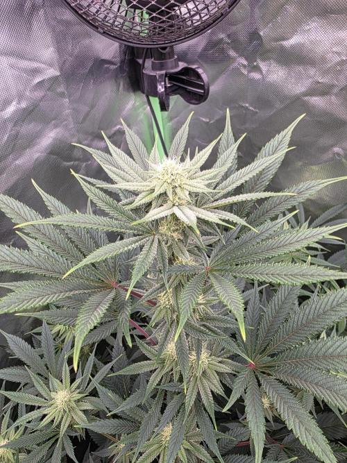 Franco's Full Gas!💣🧀. Week 10