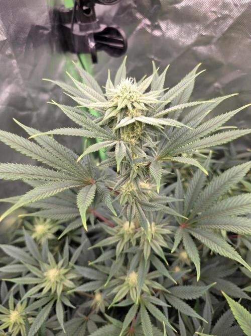 Franco's Full Gas!💣🧀. Week 10