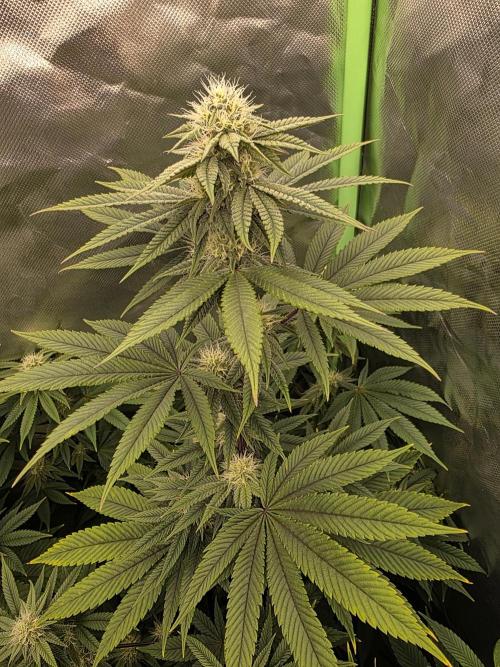 Franco's Full Gas!💣🧀. Week 10