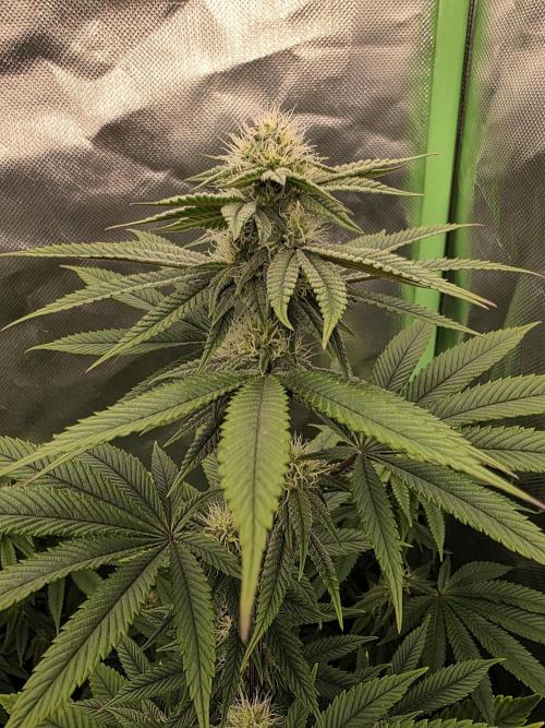 Franco's Full Gas!💣🧀. Week 10
