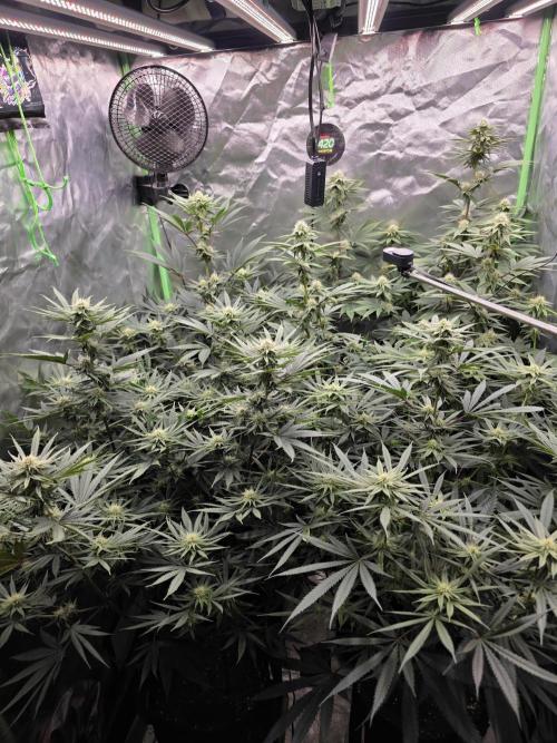 Franco's Full Gas!💣🧀. Week 10