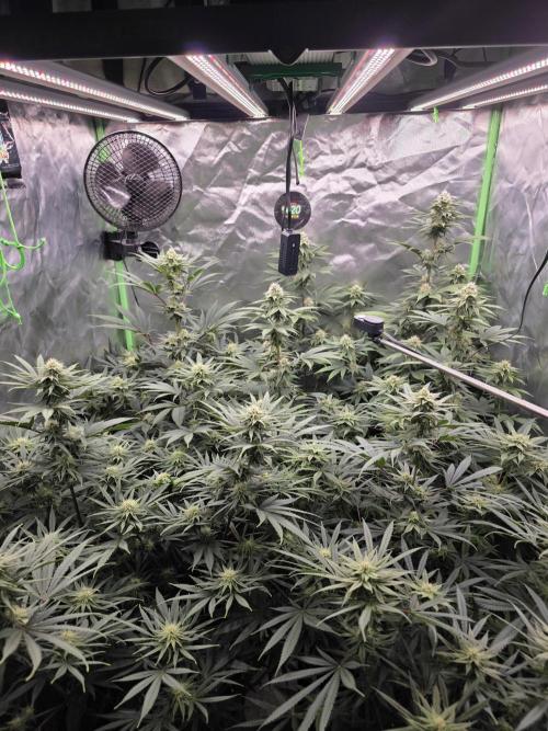 Franco's Full Gas!💣🧀. Week 11