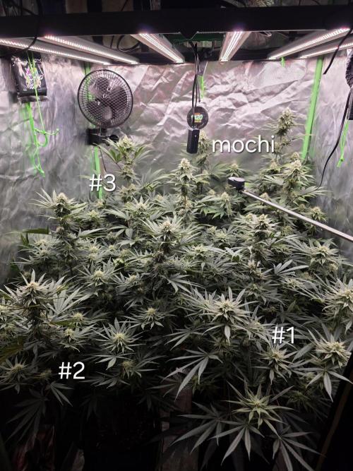Franco's Full Gas!💣🧀. Week 11