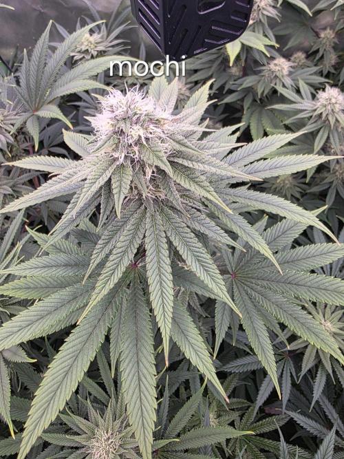 Franco's Full Gas!💣🧀. Week 11
