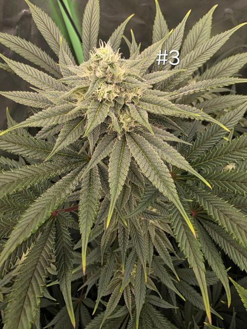 Franco's Full Gas!💣🧀. Week 11