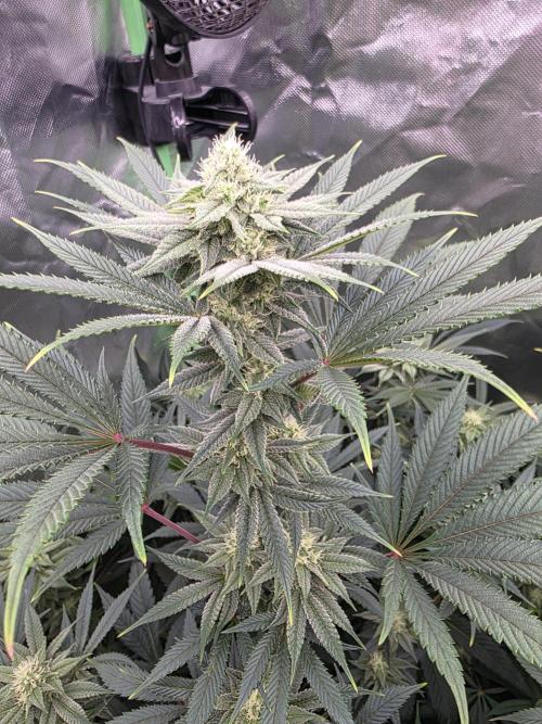 Franco's Full Gas!💣🧀. Week 11