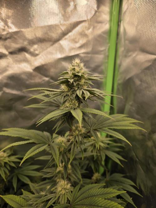 Franco's Full Gas!💣🧀. Week 11