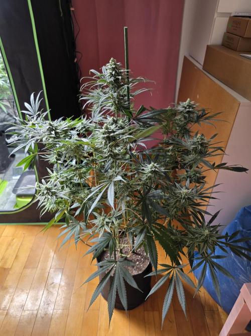 Franco's Full Gas!💣🧀. Week 12
