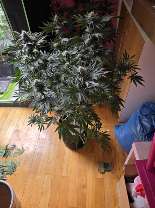 Franco's Full Gas!💣🧀. Week 12