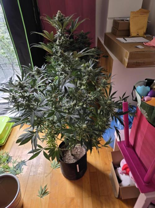 Franco's Full Gas!💣🧀. Week 12