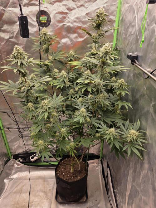 Franco's Full Gas!💣🧀. Week 12