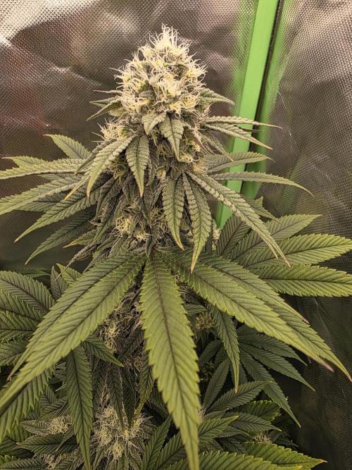 Franco's Full Gas!💣🧀. Week 12