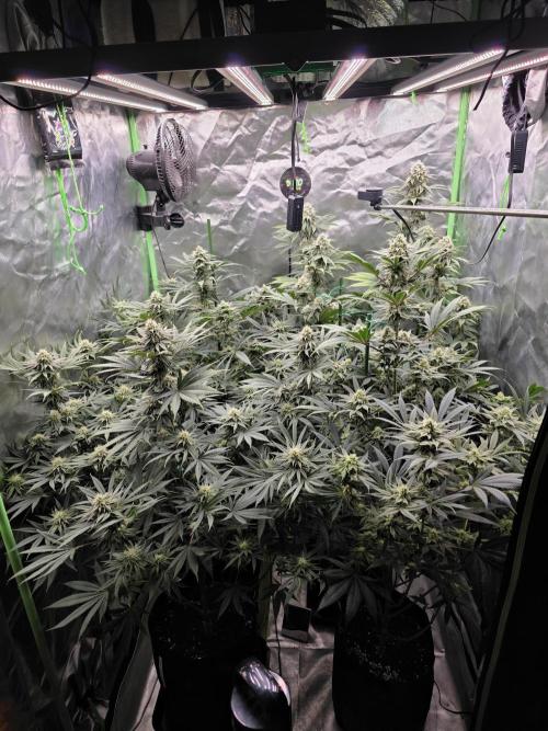 Franco's Full Gas!💣🧀. Week 12