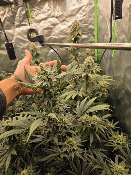 Franco's Full Gas!💣🧀. Week 12