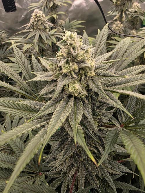 Franco's Full Gas!💣🧀. Week 12