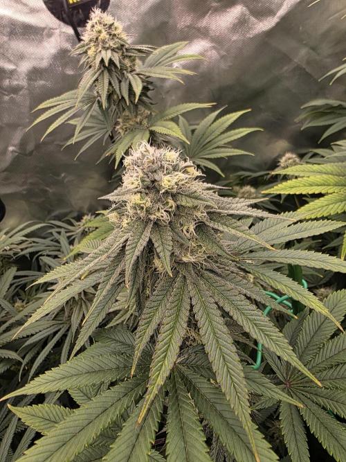 Franco's Full Gas!💣🧀. Week 12