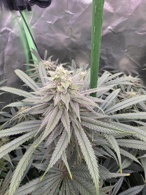Franco's Full Gas!💣🧀. Week 12