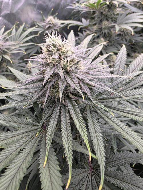 Franco's Fullgas!. Week 12
