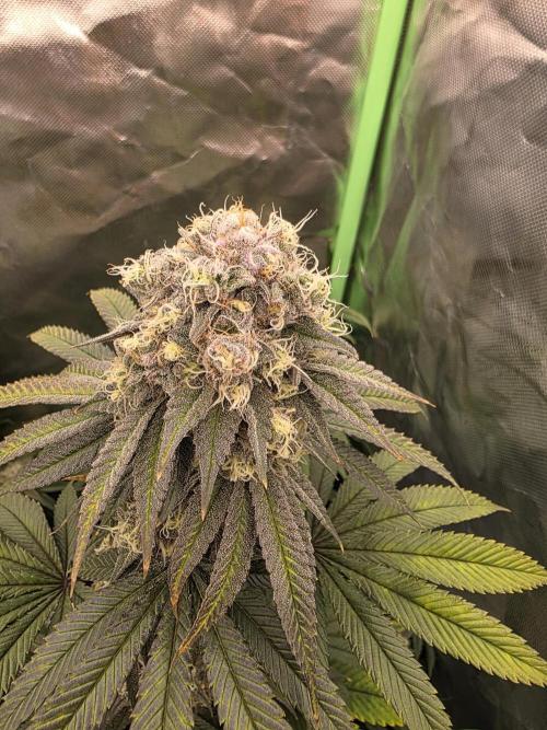 Franco's Full Gas!💣🧀. Week 13