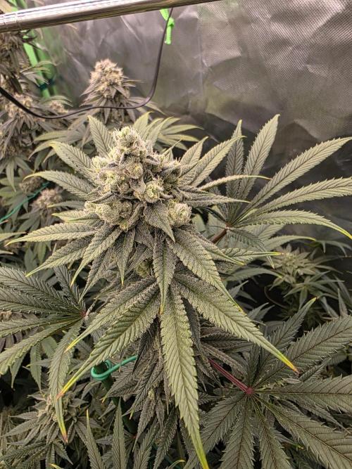 Franco's Full Gas!💣🧀. Week 13