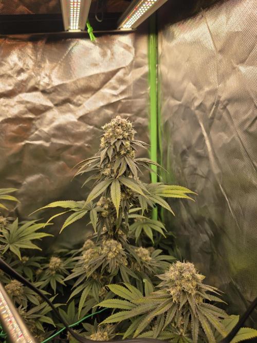 Franco's Full Gas!💣🧀. Week 13