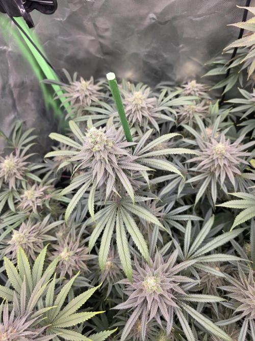 Franco's Full Gas!💣🧀. Week 13