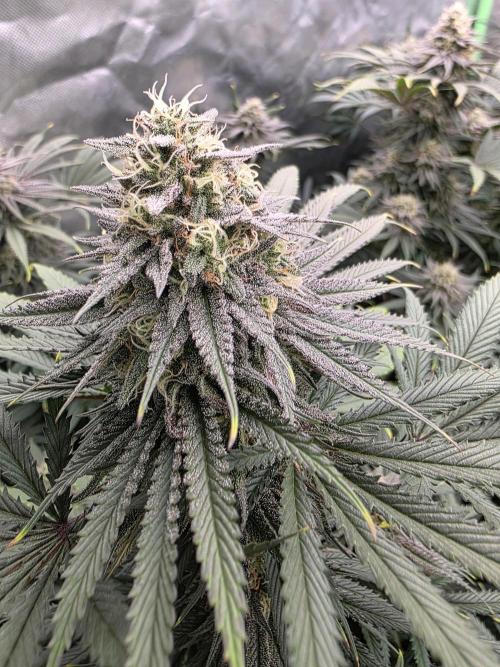 Franco's Full Gas!💣🧀. Week 13