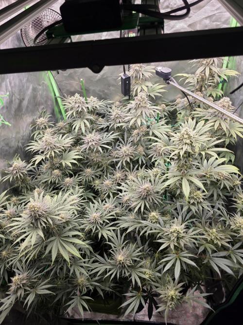 Franco's Full Gas!💣🧀. Week 13