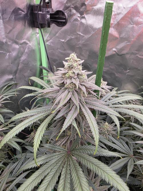 Franco's Full Gas!💣🧀. Week 13