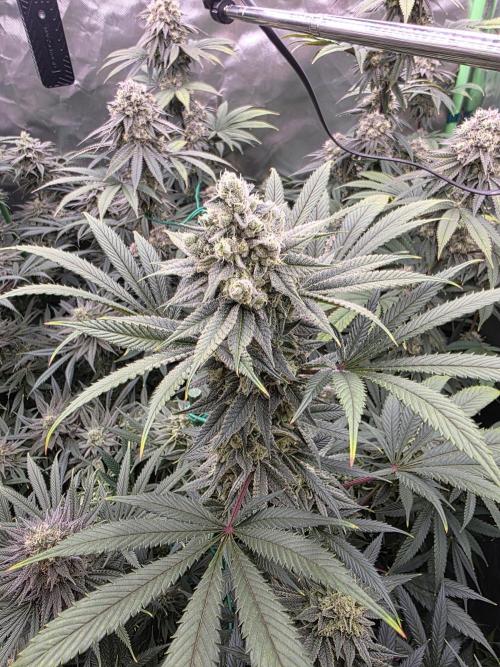 Franco's Fullgas!. Week 13