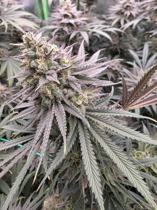 Franco's Full Gas!💣🧀. Week 14 - Pheno#2