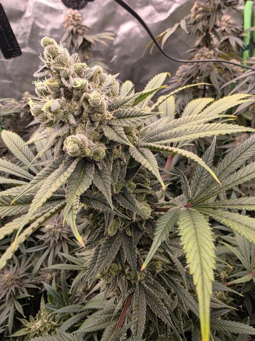 Franco's Full Gas!💣🧀. Week 14 - Pheno#3