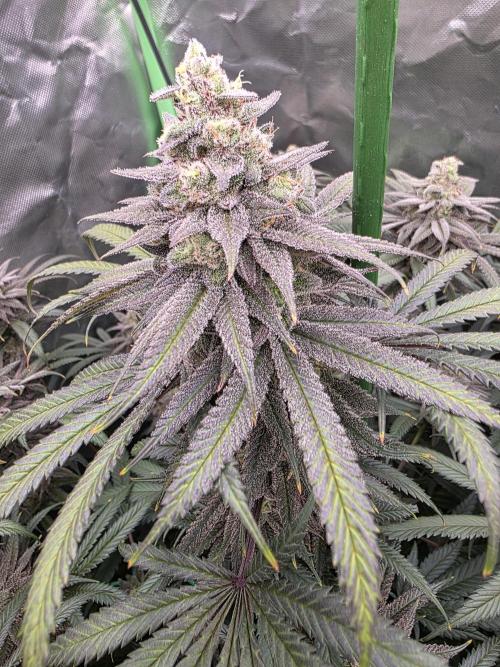Franco's Full Gas!💣🧀. Week 14 - Pheno#1
