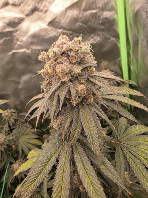 Franco's Full Gas!💣🧀. Week 14 - Mochi puro instinto