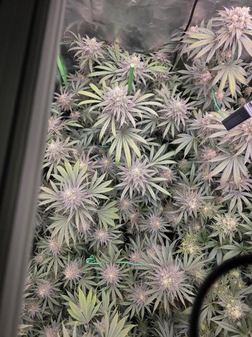 Franco's Full Gas!💣🧀. Week 14
