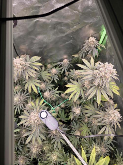 Franco's Full Gas!💣🧀. Week 14
