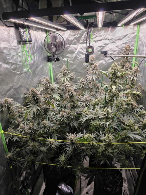 Franco's Full Gas!💣🧀. Week 14