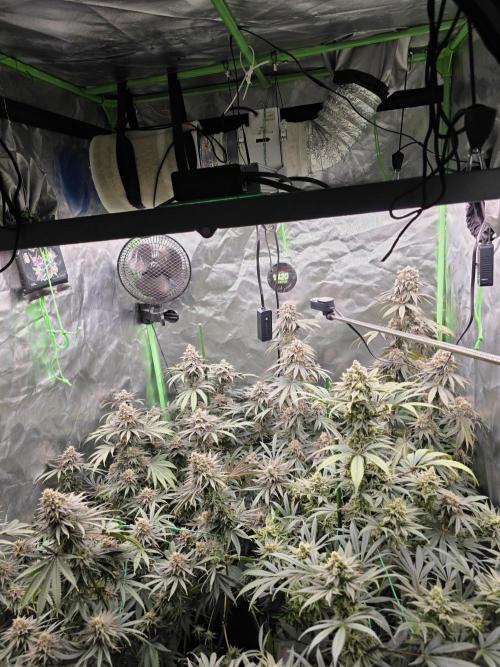 Franco's Full Gas!💣🧀. Week 14